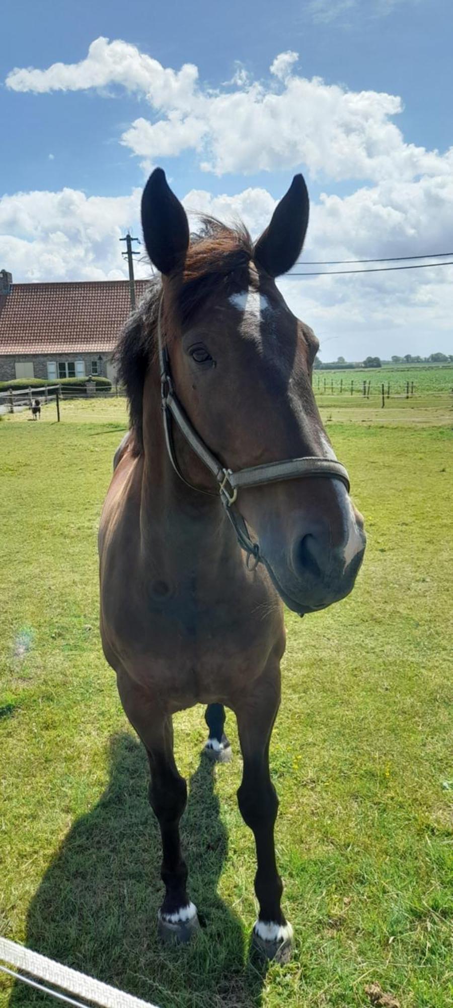 De Blinker Villa Knokke-Heist Luaran gambar